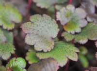 bronzed bristly rounded foliage