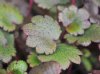 Show product details for Saxifraga fortunei Masami