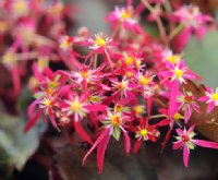 Rich pink to red flowers in masses