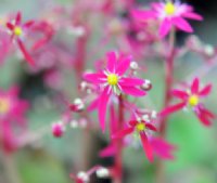 Rich pink to red flowers in masses