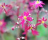 Show product details for Saxifraga fortunei Mikawa Beni