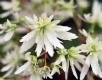 Double clean white flowers