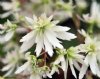 Show product details for Saxifraga fortunei Moe