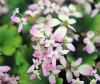 Big petalled soft pink flowers