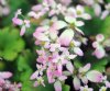 Show product details for Saxifraga fortunei Momotaro