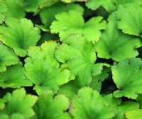 Rich apple green rounded foliage