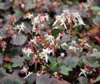 Numerous white flowers over bronze foliage