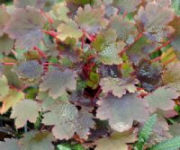 Bristly bronzed rounded foliage