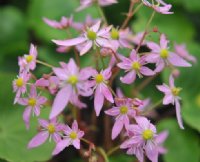 Pale pink starry flowers