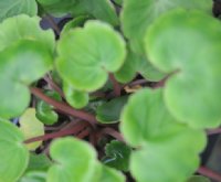 Soft rounded green foliage