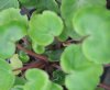 Show product details for Saxifraga fortunei Mugen