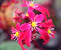 Rich red flowers in late autumn