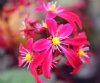 Show product details for Saxifraga fortunei Namiyama