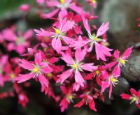 Numerous starry rich pink flowers.