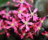 Show product details for Saxifraga fortunei Nouhime