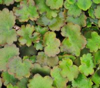 Rounded fleshy foliage with an orange hint