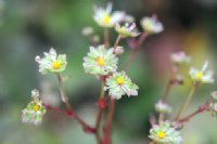 Creamy green star like flowers