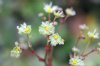 Saxifraga fortunei ...