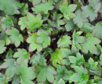 star shaped bronzed foliage