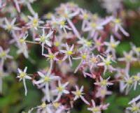 Masses of small pale pink flowers in autumn