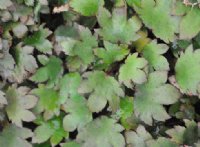 Small bristly green leaves in masses.
