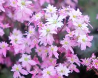 Soft pale pink flowers in bunches.