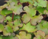 Fabulous soft green fleshy foliage