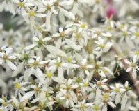 Masses of white flowers