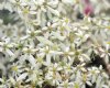 Show product details for Saxifraga fortunei Seto Midori