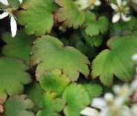 Soft fresh green rounded foliage