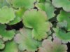 Show product details for Saxifraga fortunei Shiomoe
