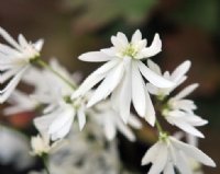 Double fresh white flowers