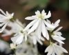 Show product details for Saxifraga fortunei Shiranami