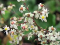 Fleshy green foliage and cream flowers