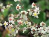 Show product details for Saxifraga fortunei Stellar Cloud