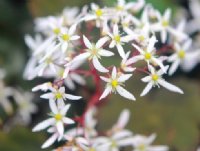 Fleshy green foliage and white flowers