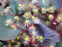 Fleshy purplish foliage and green flowers