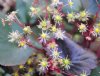 Show product details for Saxifraga fortunei Stellar Starburst