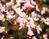 Numerous soft pink flowers on short stems in autumn