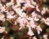 Show product details for Saxifraga fortunei Tamayura