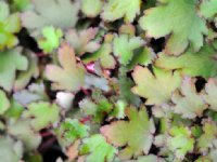 Fabulous red tinted rich green foliage.