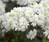 Show product details for Saxifraga granulata Flore Pleno