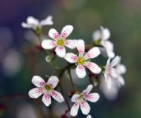 White starry flowers with red spotting.