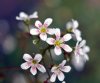 Show product details for Saxifraga paniculata Monarch