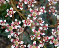 Fabulous red and white flowers in sprays