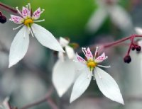 Deep green and purplish foliage with clean white flowers.