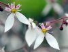 Show product details for Saxifraga stolonifera Kinki Purple