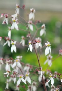 Deep green and purplish foliage with clean white flowers.