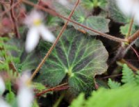 Deep green and purplish foliage with clean white flowers.