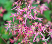 Pale pink to red flowers in late autumn.